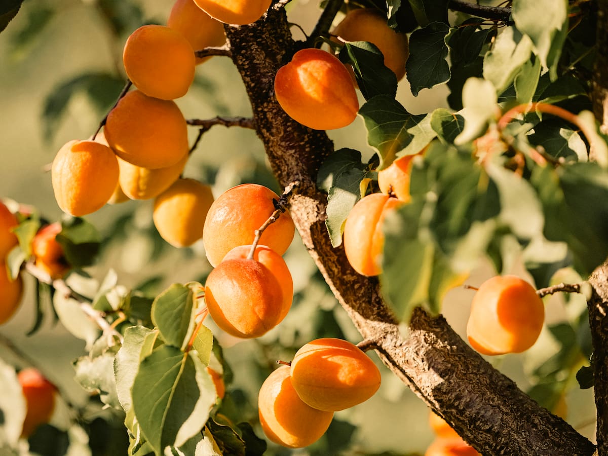 Descúbrala: esta es la fruta que tiene 5 vocales en su nombre, ¿se consigue en Colombia?