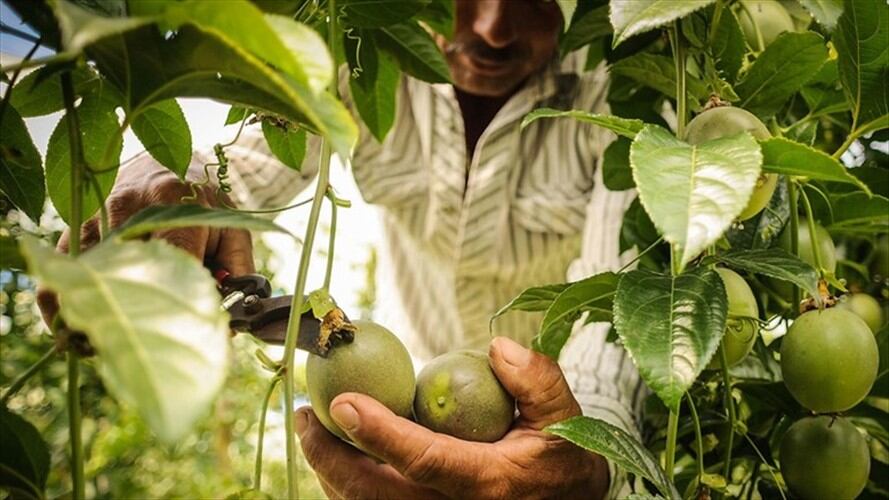 Se recomienda a los agricultores que rieguen las plantas antes de que amanezca. Foto: Colprensa