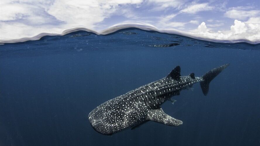 Imagen de referencia. Foto: Getty Images