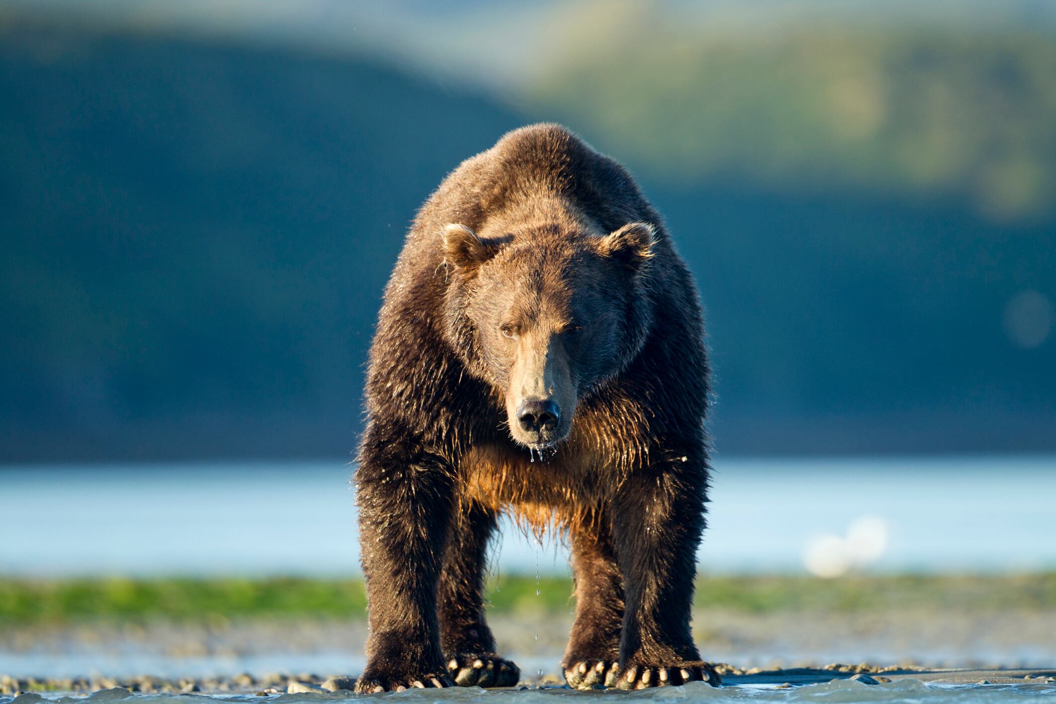 Oso de anteojos, imagen de referencia. Foto: Getty Images