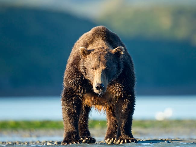 Oso de anteojos, imagen de referencia. Foto: Getty Images