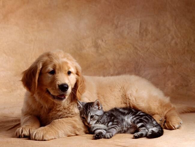 Perros y gatos imagen de referencia. Foto: Getty Images