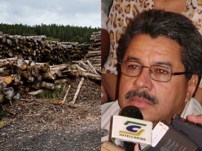 Plantación de madera y Benito Osorio. Fotos: Suministradas.