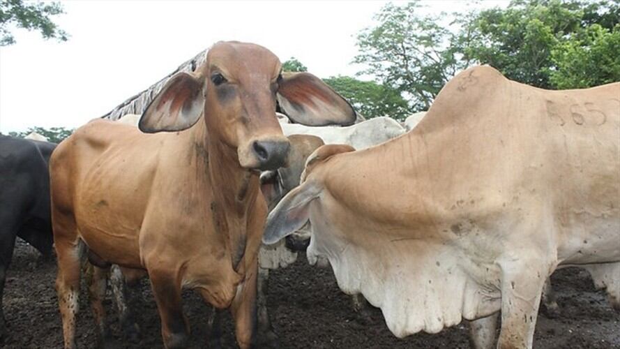 Capturados 7 funcionarios del ICA y 5 ganaderos por contrabando de ganado. Foto: Colprensa