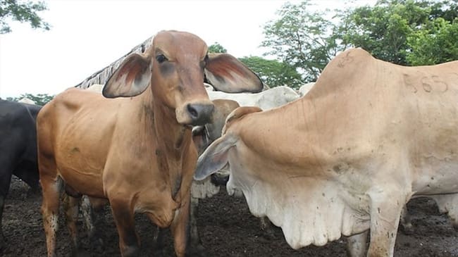 Capturados 7 funcionarios del ICA y 5 ganaderos por contrabando de ganado. Foto: Colprensa