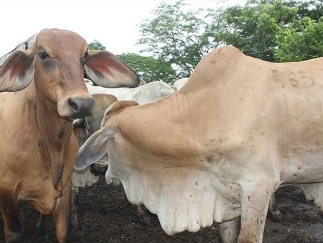 Capturados 7 funcionarios del ICA y 5 ganaderos por contrabando de ganado. Foto: Colprensa