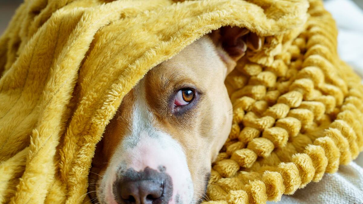 Jornadas gratuitas de esterilización para mascotas en Bogotá: prográmese