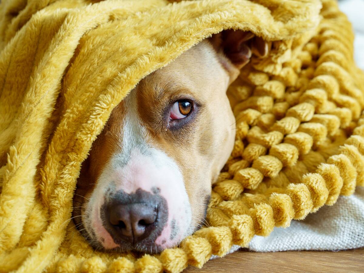 Jornadas gratuitas de esterilización para mascotas en Bogotá: prográmese