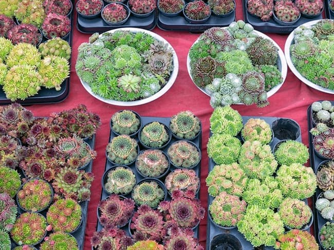 “Florece el arcoíris”, la exposición de jardinería que se realizará en Bogotá