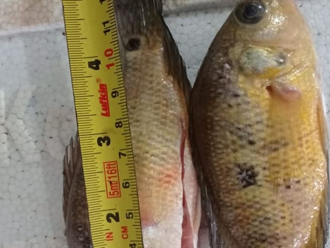 Incautan 150 kilos de pescado que no cumplían con la talla mínima requerida en Sahagún.Foto:prensa Policía.