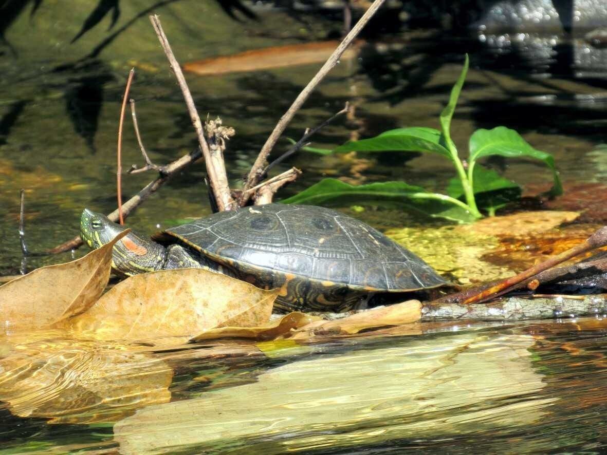Animales  de monte/ CORPAMAG