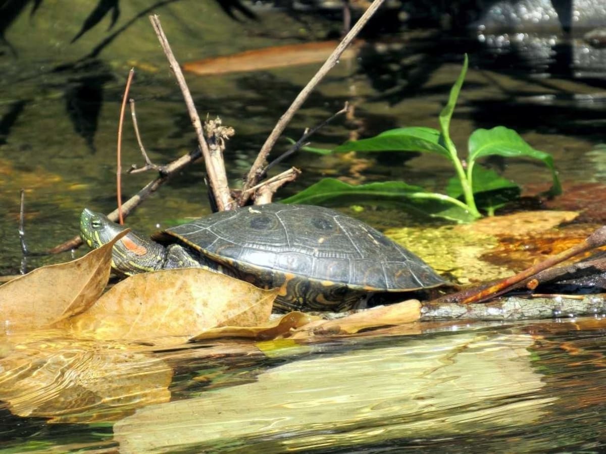 En el Magdalena hacen un llamado a la población para evitar consumir carne de monte