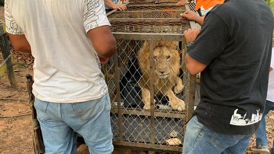 El león Júpiter lleva un soporte de oxígeno puesto por las autoridades ambientales de Córdoba. Foto: Redacción W Radio