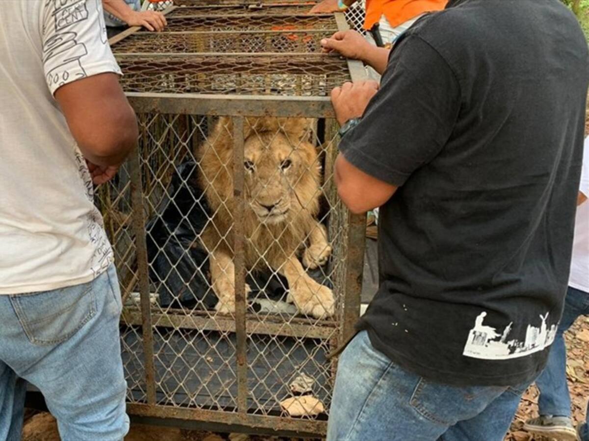 CVS confirma traslado por tierra del león Júpiter hasta Caucasia