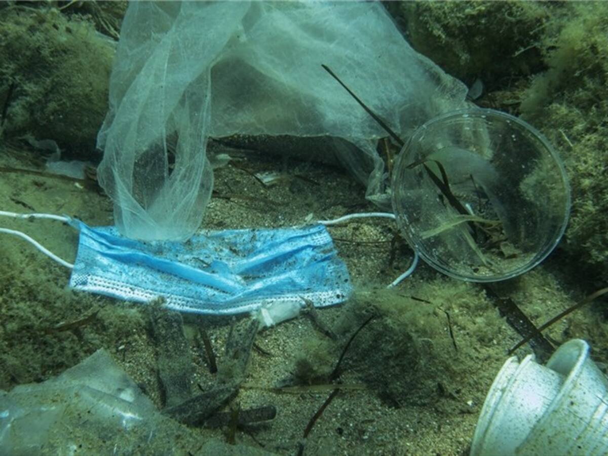 Hallan microplástico en peces del ecosistema de Buenaventura