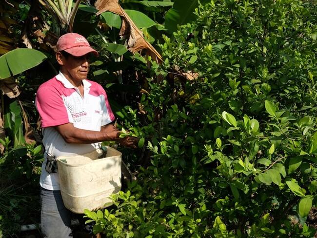 Suspenden erradicación forzada tras firma de preacuerdo en Cauca. Foto: Colprensa