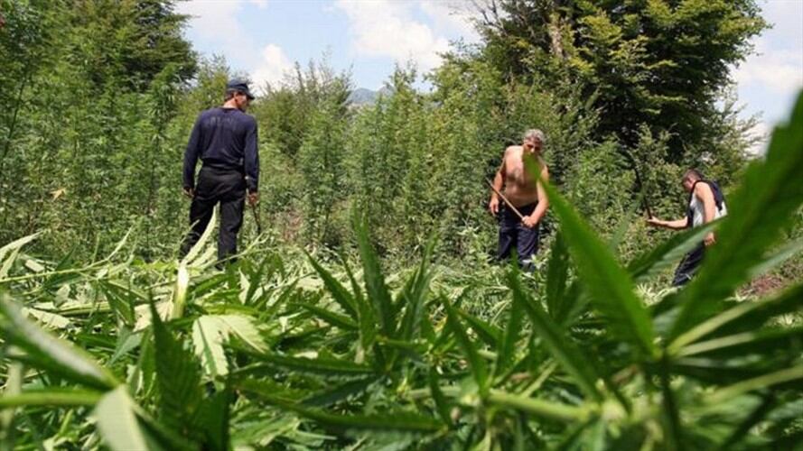La erradicación de las plantaciones de marihuana es una de las tareas de las autoridades.. Foto: BBC Mundo