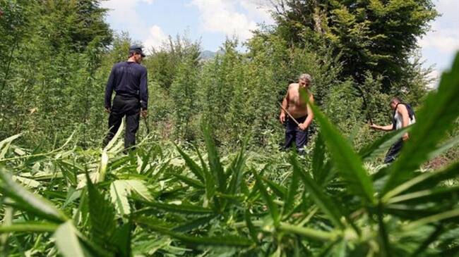 La erradicación de las plantaciones de marihuana es una de las tareas de las autoridades.. Foto: BBC Mundo