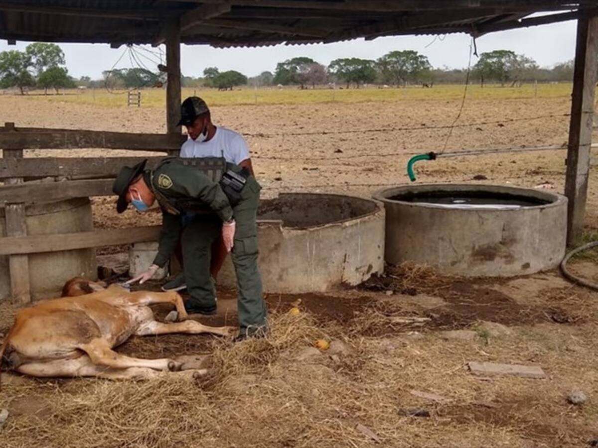 Futbolista Miguel Borja denuncia presunto maltrato animal en Tierralta