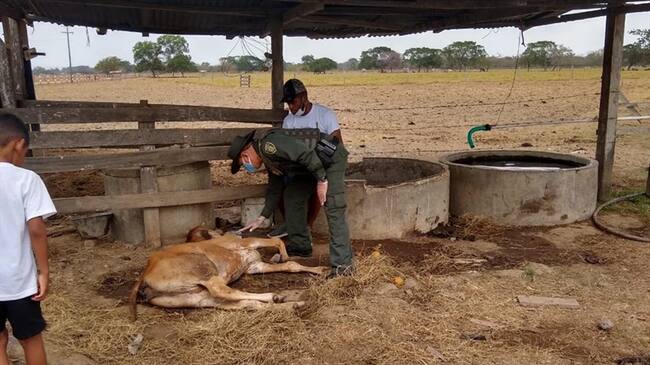 Se trata de un bovino que fue valorado por un médico veterinario y es tratado para su recuperación. Foto: ColombiascopioJuan Pablo Calvás