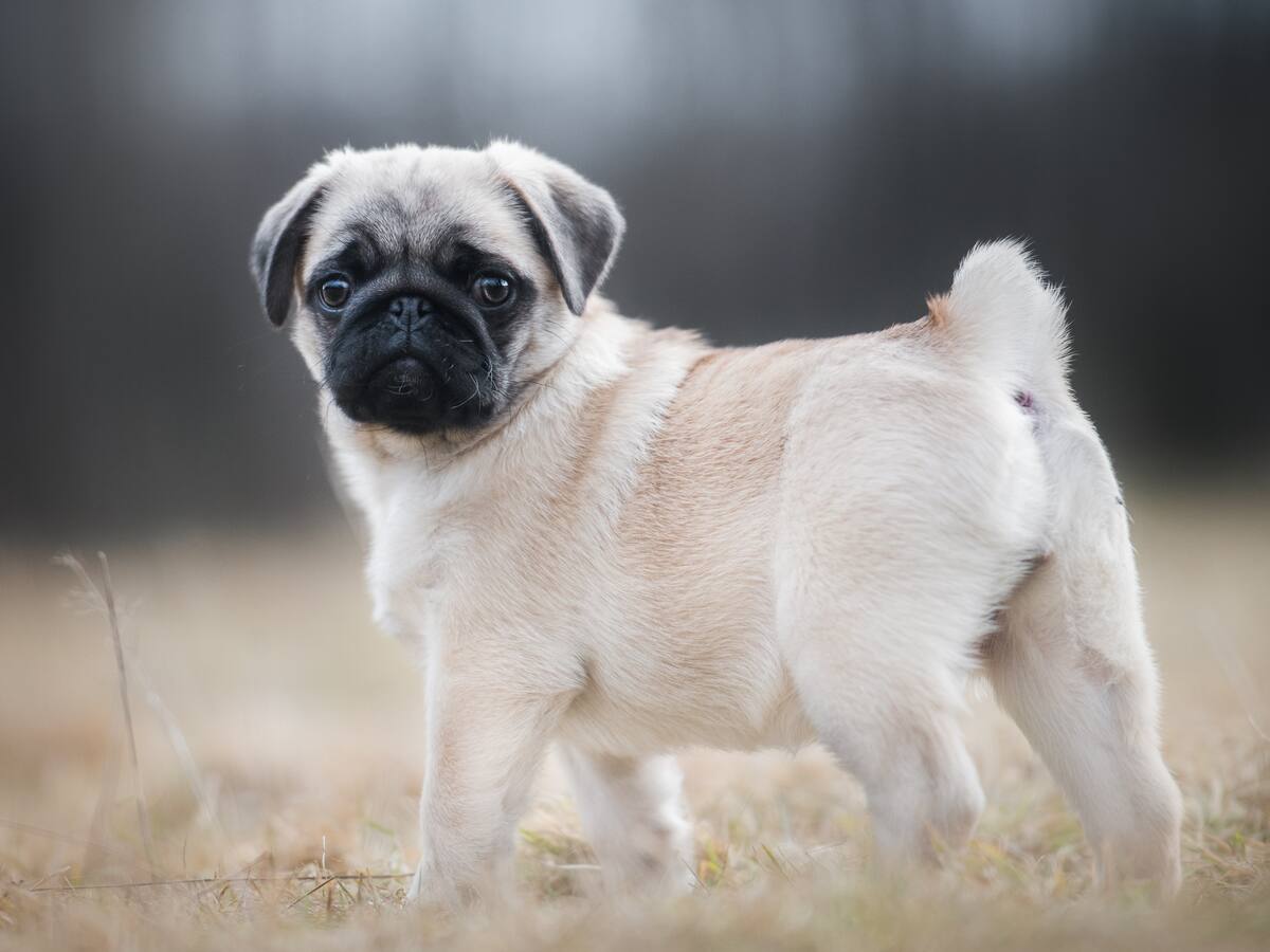 Detienen a mujer que habría arrojado a su perro desde el séptimo piso de su edificio