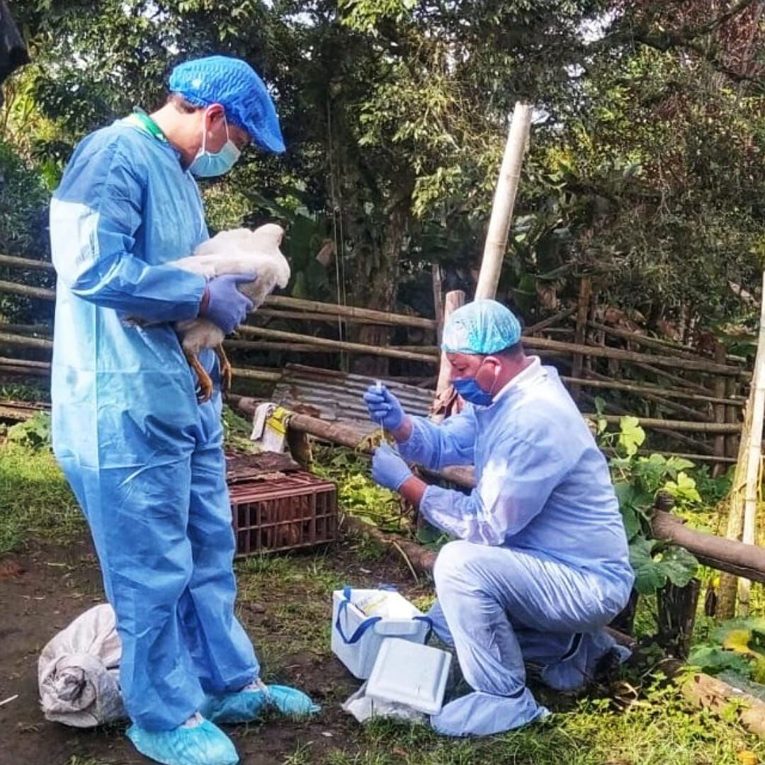 Las autoridades locales restringieron la movilidad de animales en el transcurso de la cuarentena. Crédito: ICA.