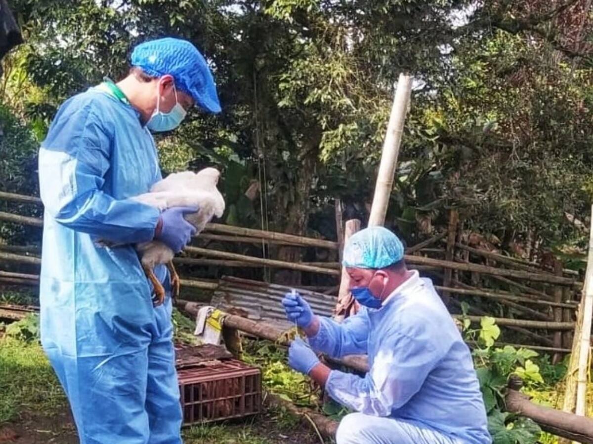 Autoridades realizan acciones para controlar el brote de Newcastle en el Cauca
