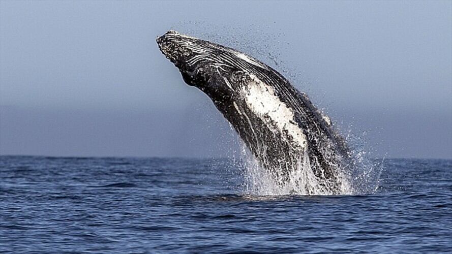 Ballenas jorobadas atraen a turistas en su paso por el Pacífico. Foto: Getty Images