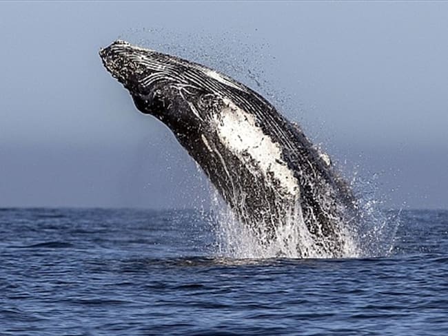 Ballenas jorobadas atraen a turistas en su paso por el Pacífico. Foto: Getty Images