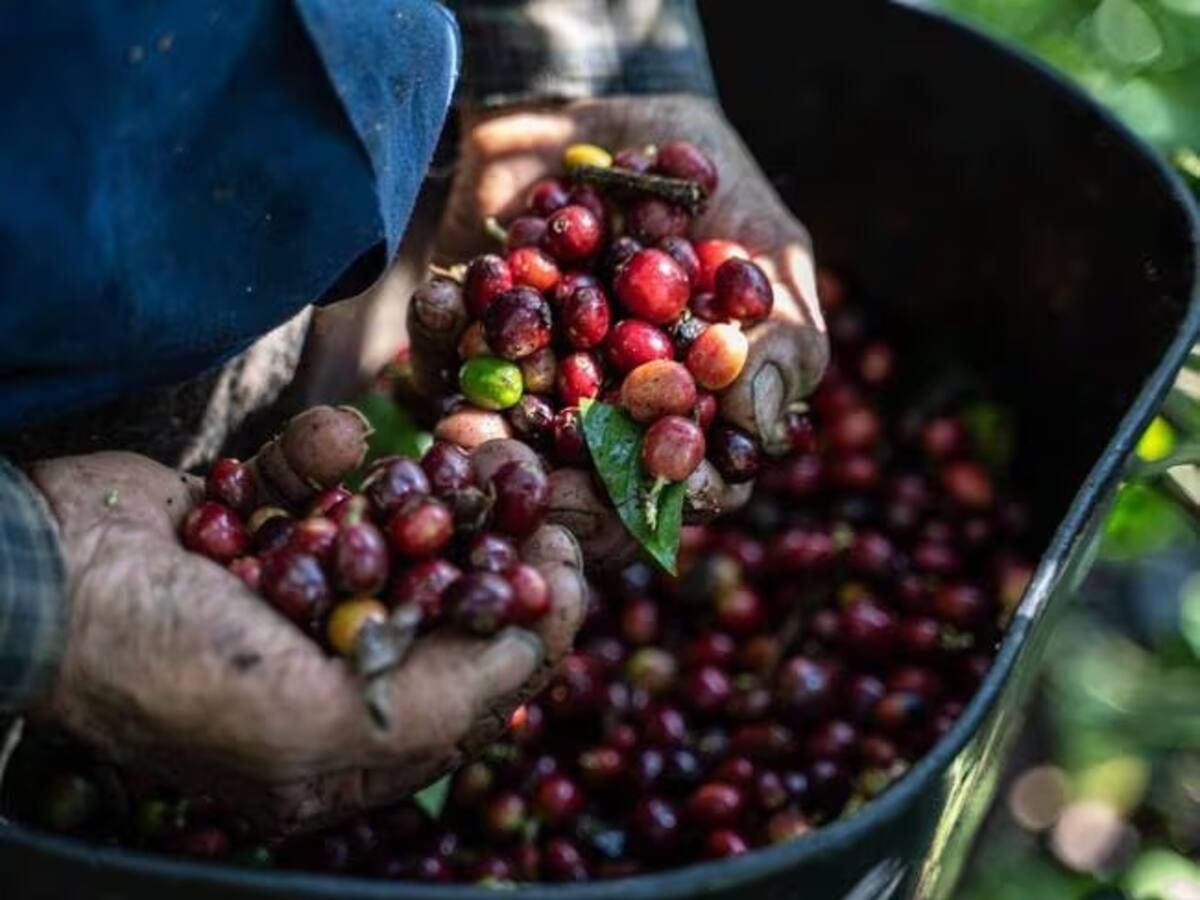 Preocupación en los cafeteros de Caldas por disminución en las exportaciones del grano