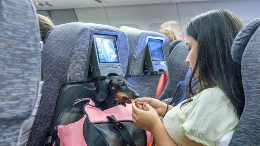 Esto es lo que debe tener en cuenta al momento de viajar con su mascota en avión. Foto: Getty Images