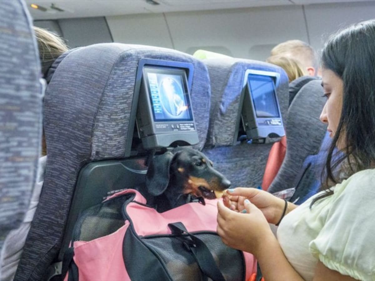 Esto es lo que debe tener en cuenta al momento de viajar con su mascota en avión