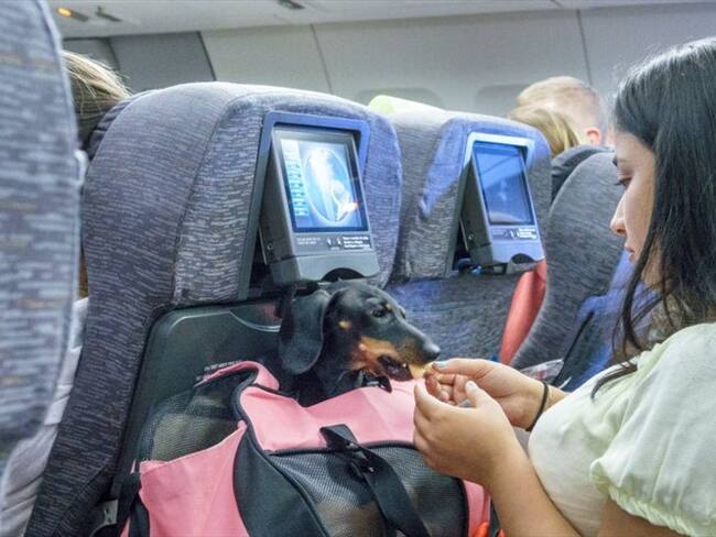 Esto es lo que debe tener en cuenta al momento de viajar con su mascota en avión. Foto: Getty Images
