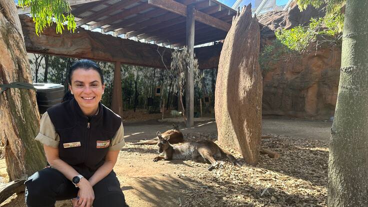 WILD LIFE Sydney Zoo y su papel en la conservación de especies animales: ¿cuál es?