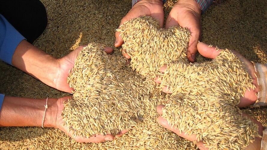 Gobierno anunció nueva medida para ayudar a los arroceros de los llanos en Colombia. Foto: Colprensa