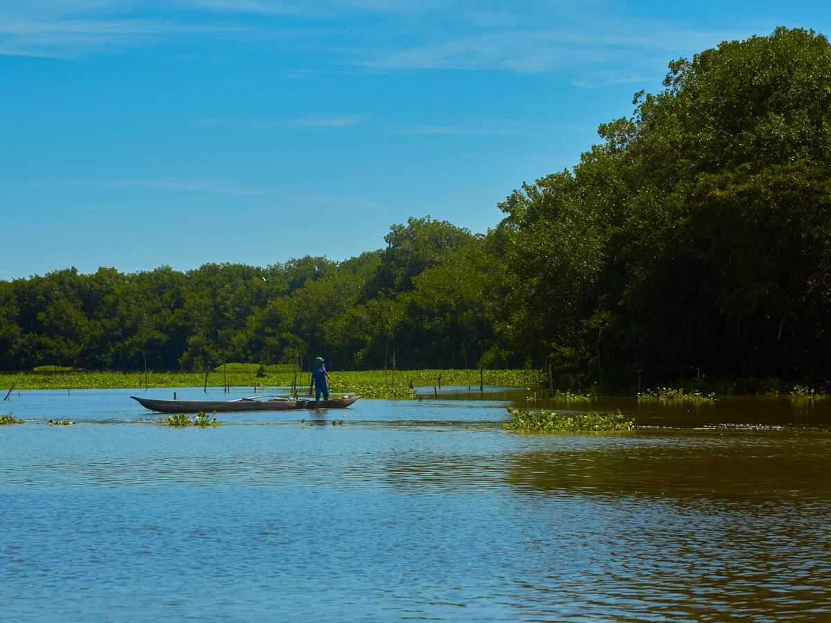 Los manglares en Cumbiana