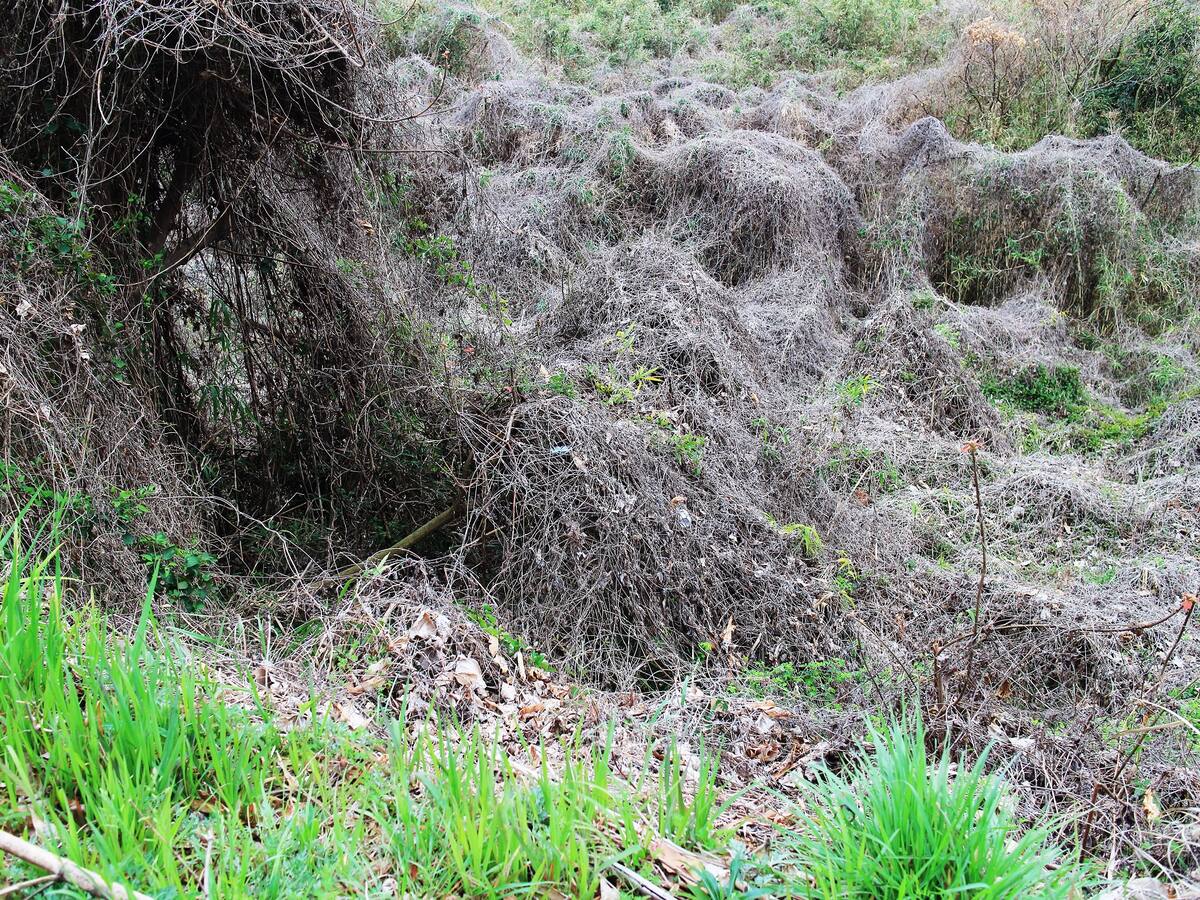 Mesa de trabajo de baldíos: ANT habló de dificultades para cumplir fallo