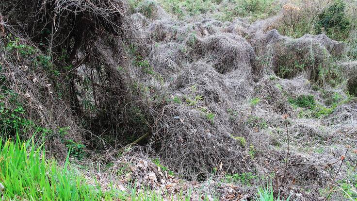 Mesa de trabajo de baldíos: ANT habló de dificultades para cumplir fallo