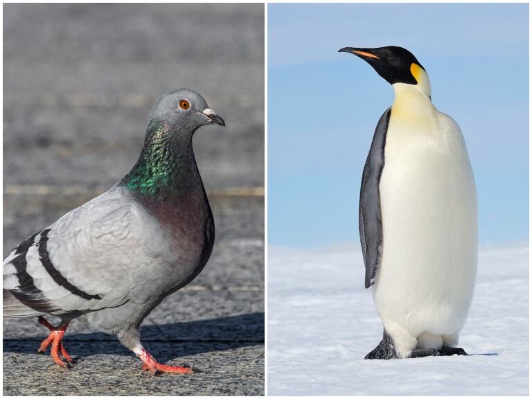 A la izquierda, imagen de una paloma; en la derecha, un pingüino emperador (GettyImages)