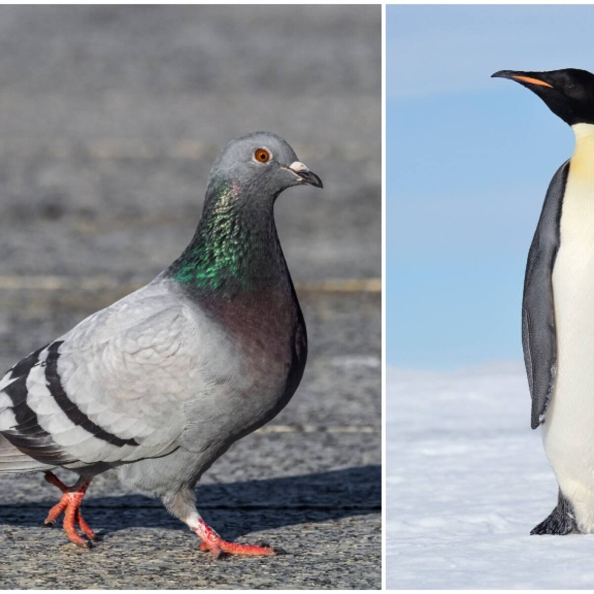 4 animales que producen ‘leche’ para sus crías y no son mamíferos