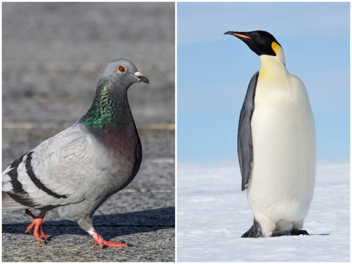 4 animales que producen ‘leche’ para sus crías y no son mamíferos