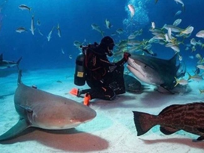 Conoce por qué los tiburones son animales amigables y no son el enemigo del humano