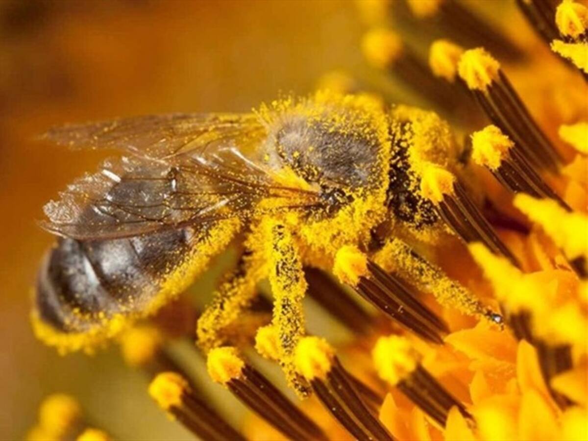 Radican proyecto en Boyacá para declarar a abejas y polinizadores seres vivos especiales