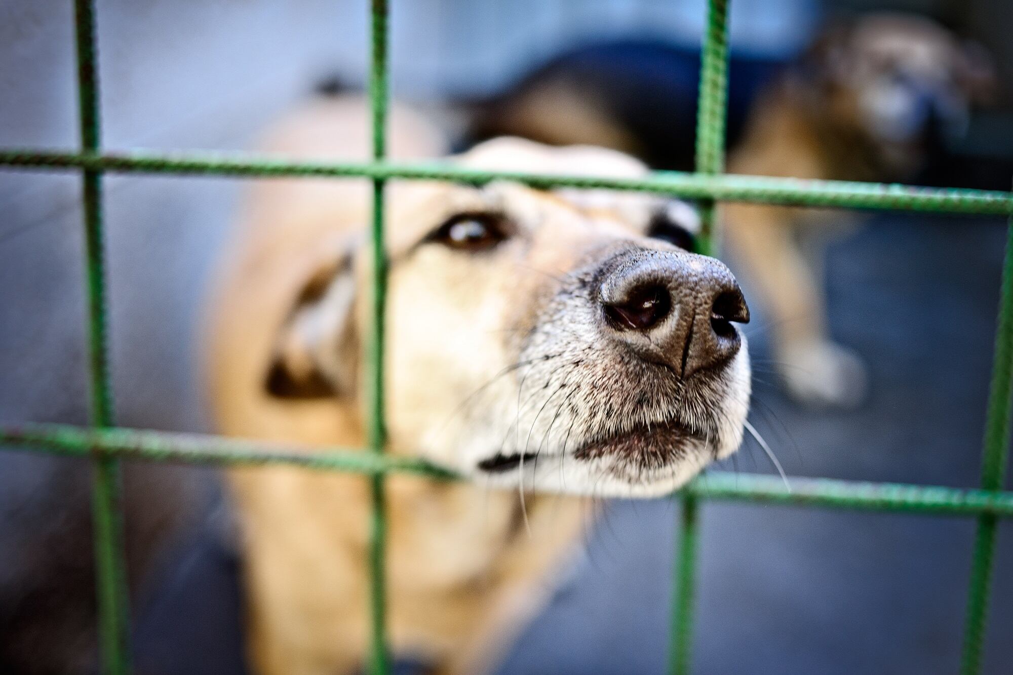 Imagen de referencia de perros. Foto: Getty Images