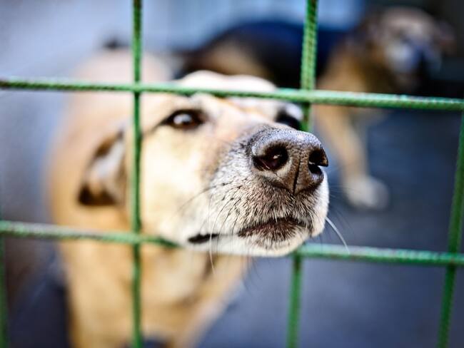 Imagen de referencia de perros. Foto: Getty Images