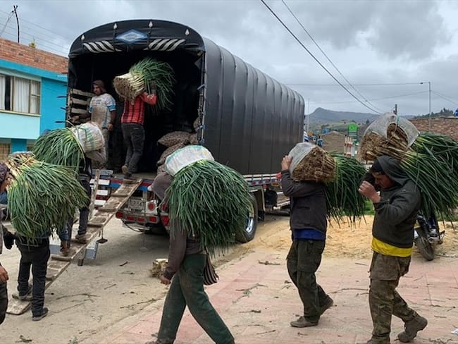 Campesinos de Aquitania, Cuitiva y Tota donarán 50 toneladas de papa y cebolla a bogotanos