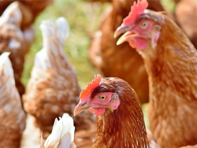 Se firmó convenio para fortalecer el financiamiento en el sector avícola del país. Foto: Pixabay