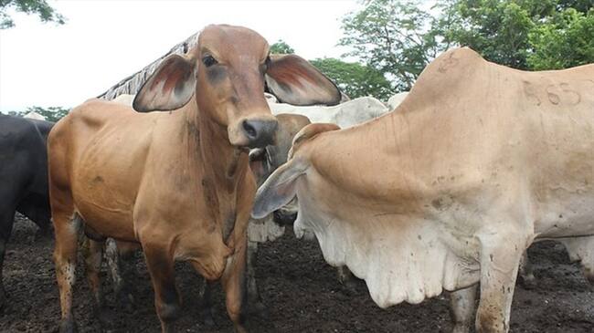 Se confirmó que se presenta nuevo brote de fiebre aftosa en Boyacá. Foto: Colprensa
