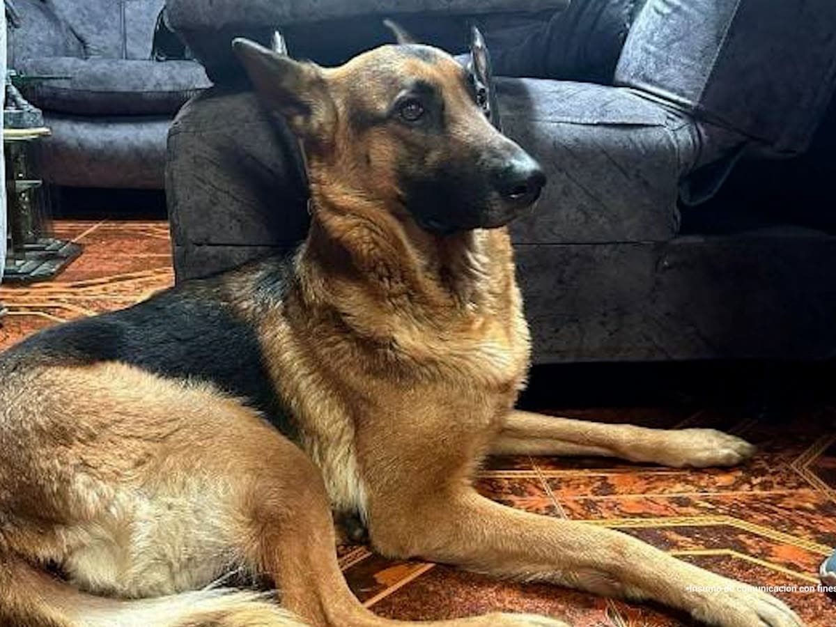 Condenaron a más de 3 años de prisión a un hombre que se robó a una canina y la abusó sexualmente