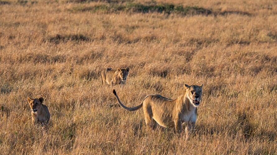 Sudáfrica: 14 leones escaparon del parque natural más grande del país. Foto: Getty Images